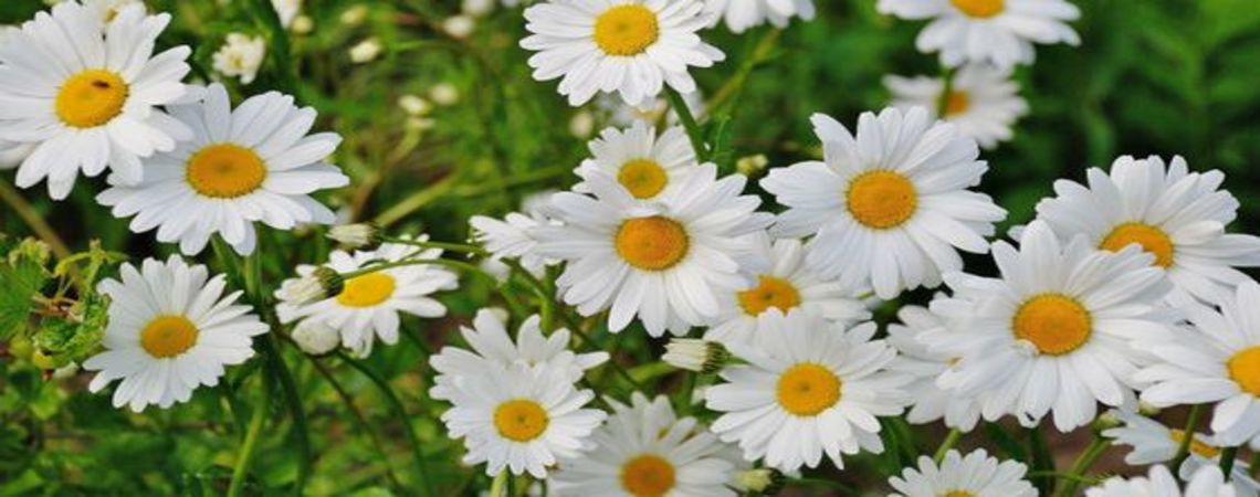 Las mejores flores blancas: Cuándo y a quién enviárselas